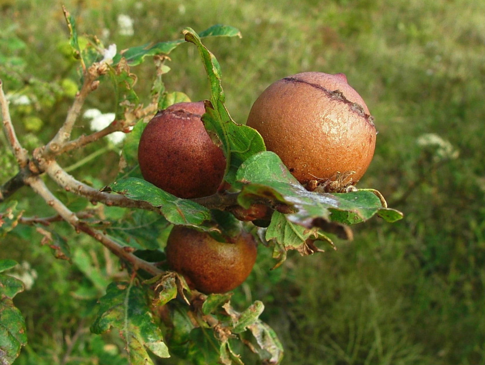 Stadi in sequenza di galle di Andricus quercustozae